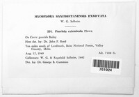 Puccinia extensicola image